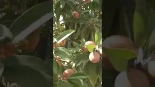 Chiku fal pakane ke taiyar mein hai