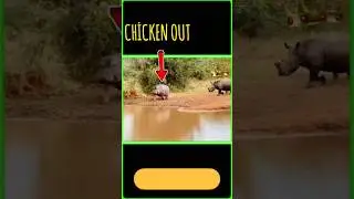 hippopotamus 🦛vs 🦏rhino #trendanimals #trending #wildanimals
