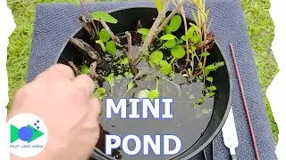 Building a Tabletop Pond