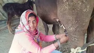 COW MILK | DAIRY FARM | MILKING BY HAND