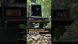 TN Forest Department Safely Rescues and Releases Sloth Bear in Mundanthurai