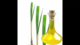 Ginger Grass Oil Benefits