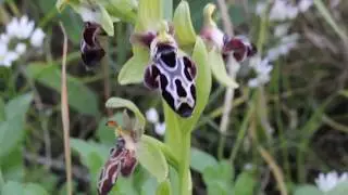 Ophrys kotschyi (Cyprus Bee Orchid) Endemic to Cyprus