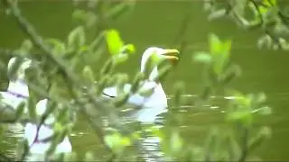 Seagulls Meowing Like Cats!!!!!!!!!!!!!!!!!