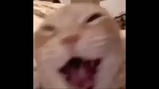 Subscribe For Smile | #cat #foryou #laugh #viral #laughingcats #meme #shortvideo #shorts