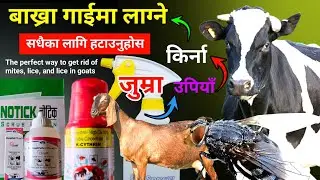 बाख्रा पालनमा उपियाँ हटाउने सजिलो तरिका।। बाख्राको जुम्रा हटाउने विधि। remove goat lice in 2 minutes