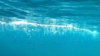 underwater video of cast net fishing for  sardines
