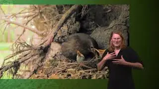Compilation of the Blackbird Nest at RSPB Arne | Springwatch 2023 (signed)