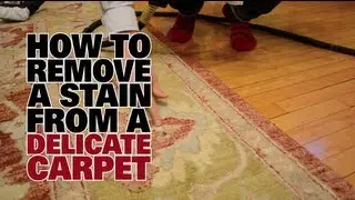 How To Remove a Stain From a Delicate Carpet - Dupray Steam Cleaners