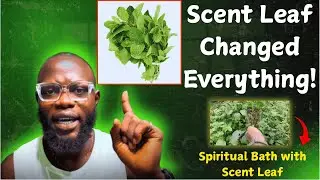 The Secret Power of Scent Leaf Bath – Cleanse Bad Luck, Curses & Negative Vibes