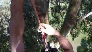 Ascending the Big Red River Gum Tree