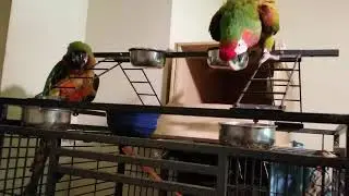 Bonded macaws