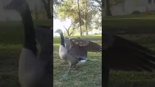 Canadian goose glistening and flashing its feathers in slow motion.