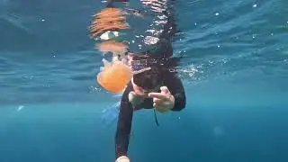 Raja Ampat, Mansuar Island, snorkeling (Indonesia)