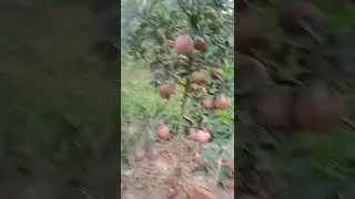 Tissu culture Apple plants for Hot climate