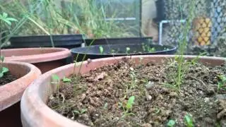 Morchella eohespera Time laps...