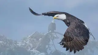 Nikon 200-500mm f5.6 meets the BALD EAGLE | Wildlife Photography and Video