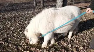 Miniature Horses - Avoid Getting Kicked By Your Mini Horse