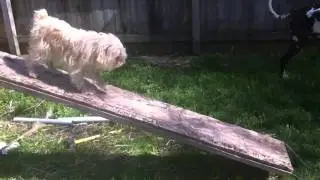 Howie & Wilson on the new teeter