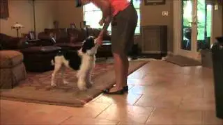 PWD Puppy Training - Send Away, Sticky Target, Stimulus Control