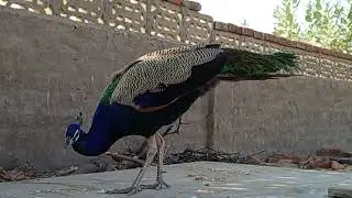 What Beautiful PEACOCK Bird
