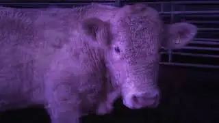 Crazy Bull Makes crazy sound