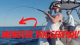 HUGE Triggerfish Catch & Cook