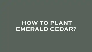 How to plant emerald cedar?