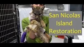 San Nicolas Island Restoration