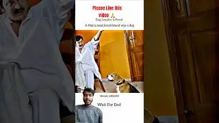 how to Animals help #shorts #shortvideo #shortsfeed #animals #doglife #help