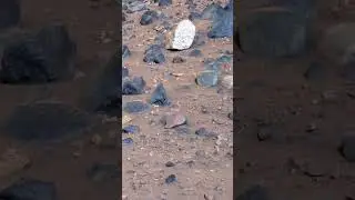 ini adalah Footage HD Planet Mars yang ditangkap oleh Rover nya NASA, sepertinya.. #pashalovarian