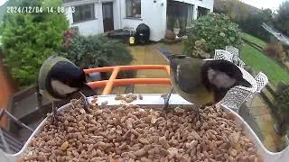 Smart Bird Feeder Camera Capturing Two Birds in the Garden | RF Concepts Ltd - CCTV
