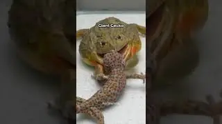 What happen when bullfrog try to eat a gecko
