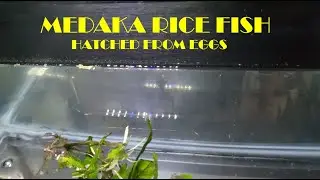 Medaka Rice Fish hatched from eggs