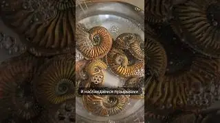 Обработка аммонитов #ammonite #jurassicworld #аммонит #paleontology #палеонтология