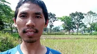 Aahedi melihat kehidupan bebek di sawah