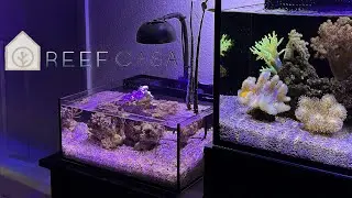 Стоит ли устанавливать пико-риф? *Обзор ReefCasa 6g*
