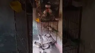 সবাই আমার জন্য দোয়া করবেন,ছোট পরসরে স্বপ্ন পূরনের চেষ্টা করতেছি#agrovlogs #viralvideo #agro #shots