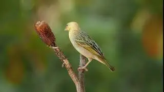 Ruppell's weaver eating date