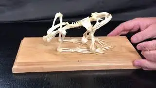 Frog skeleton for zoology Biol 182 at Golden West College