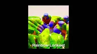 Bird Sound 🦜 Roosters, Crows & Colorful Talking Parrots Eat Together &ndash; It Might Make Your Day!