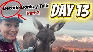 Training Wild Burros with MaryJo Enfield is live!
