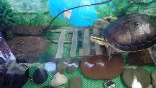 Exo pets / two turtles, part 1