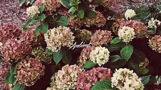 Eternall, Blure - Approaching Farewell