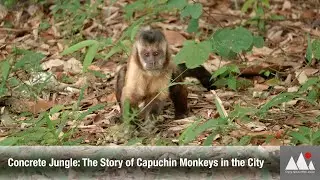 Concrete Jungle: The Story of Capuchin Monkeys in the City