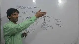 Sexua Reproduction in Flowering Plants Lecture 11 Topic Post Pollination Events Continue Class 12th 