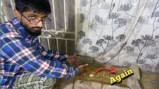 Dobara anday ana shuru 👍