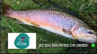 Naturals in November | BIG brown trout on dry fly | lures ❌, dries and nymphs ✅ | ​New venue 👌🏻