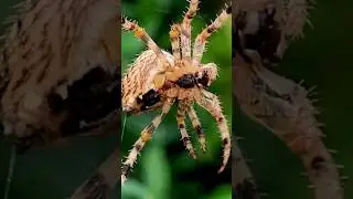 Preparing for Hunting #spiders #spiderweb #wildlife #shorts