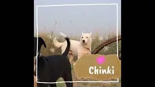 #Morning with my dog #myfirstvlogvlogwithdog#doglover#dogpuppies#dogysworld#ilovedog